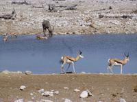 Etosha Nationalpark