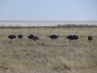 Etosha Nationalpark