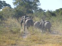 Safari im Mudumu Nationalpark