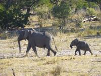Safari im Mudumu Nationalpark
