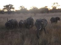 Safari im Mudumu Nationalpark