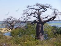 Grenze zu Botswana
