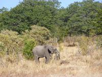 Bootsfahrt auf dem Chobe
