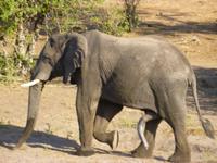 Bootsfahrt auf dem Chobe