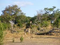 Bootsfahrt auf dem Chobe