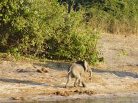 Bootsfahrt auf dem Chobe