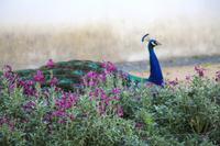 Pfau im Stadtpark von Evora
