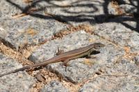 Parque da Mina im Hinterland der Algarve