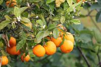 Mandarinenbaum im Hinterland der Algarve