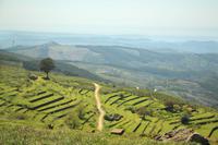 Terrassenfelder in der Serra de Monchique