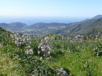 Afodillwiese am Col de Teghime