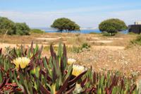 An der Felsenküste bei Lagos