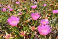 Blumenteppich an der Felsenküste bei Lagos - Algarve