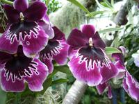 Eric Young Orchid Foundation