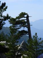 Alta Rocca
