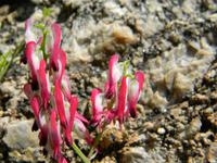 Mauerblümchen in San Antonino