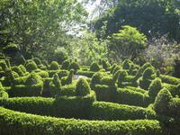 Schwanenfamilie in Blandy´s Garden