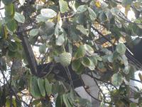 -Cherimoya - Zuckerapfel