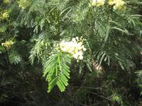 Mimosenakazie