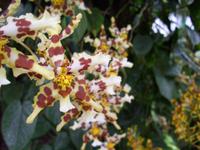 Eric Young Orchid Foundation