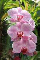 Orchideen im Victoria House