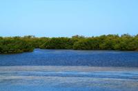 Mangroven im Ding Darling Park