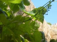 Natur pur
