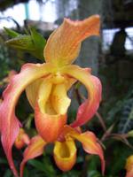 Eric Young Orchid Foundation