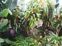 Eric Young Orchid Foundation