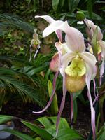 Eric Young Orchid Foundation