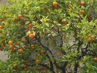 im span. Dorf in Barcelona