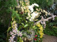 Eric Young Orchid Foundation