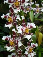 Eric Young Orchid Foundation