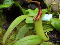 Eric Young Orchid Foundation