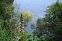 Vegetation auf der Insel Capri