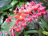 Eric Young Orchid Foundation