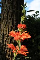 Botanischer Garten Funchal