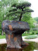 Bonsai
