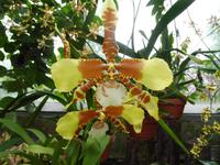 Orchidee in Herrenhausen
