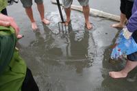 in diesem Stück Boden gibt es mehr Lebewesen als Menschen auf der Erde