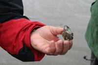 die Schale einer wilden Auster