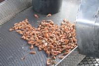 die Garnelen sind fertig