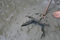 Bodo gräbt mit uns im Watt-Boden