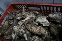 in der Austernzuchtstation in List auf Sylt