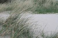 Dünengräser am Strand von Sylt