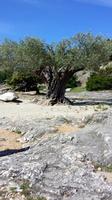Provence_100002