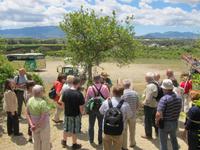 auf der Zitrusplantage Juanito Orange