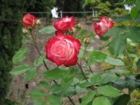 in der Alhambra in Granada