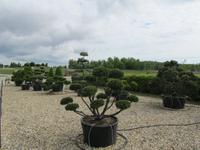 Findlingspark Nochten