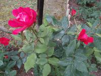 Rosen auf der Insel